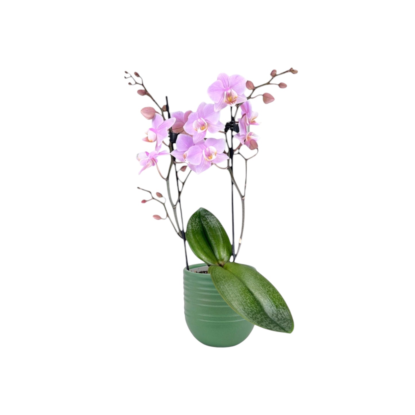 Phalaenopsis 9cm Twin Stem Pink in Hampshire Ceramic