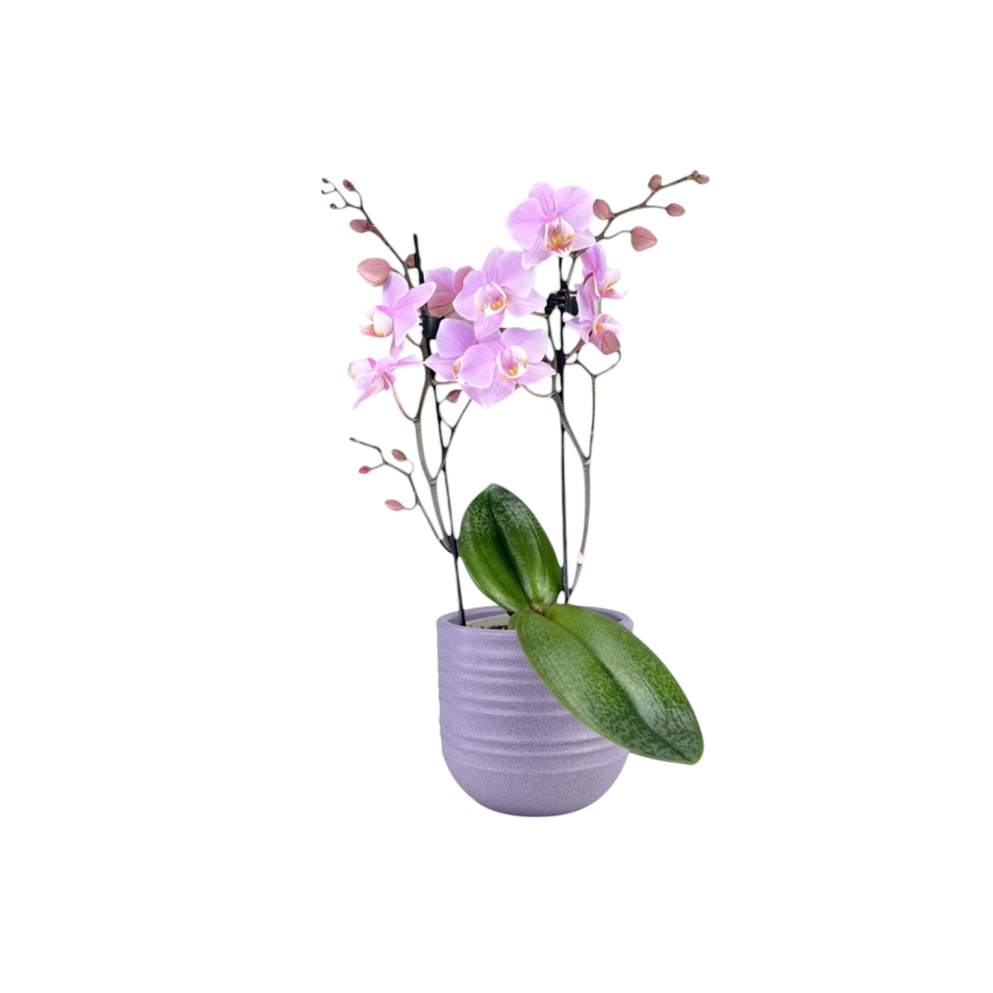 Phalaenopsis 9cm Twin Stem Mixed in Hampshire Ceramic