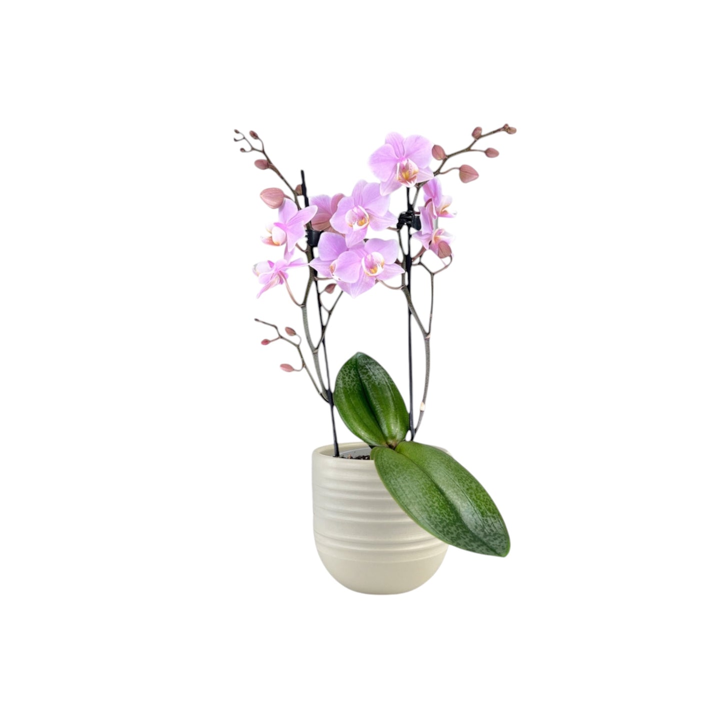 Phalaenopsis 9cm Twin Stem Pink in Hampshire Ceramic