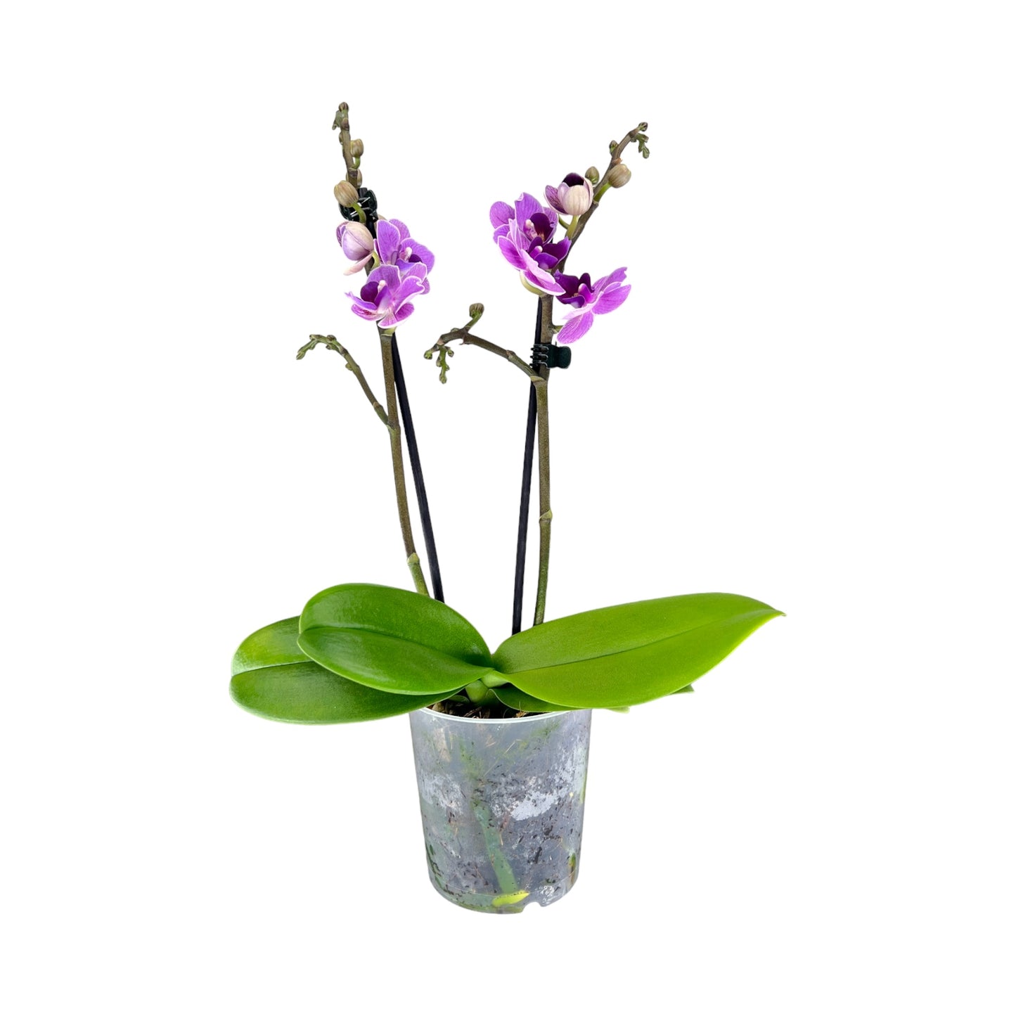 Phalaenopsis 9cm Twin Stem Purple