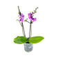 Phalaenopsis 9cm Twin Stem Purple