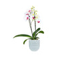 Phalaenopsis 9cm Twin Stem Pink in Hampshire Ceramic