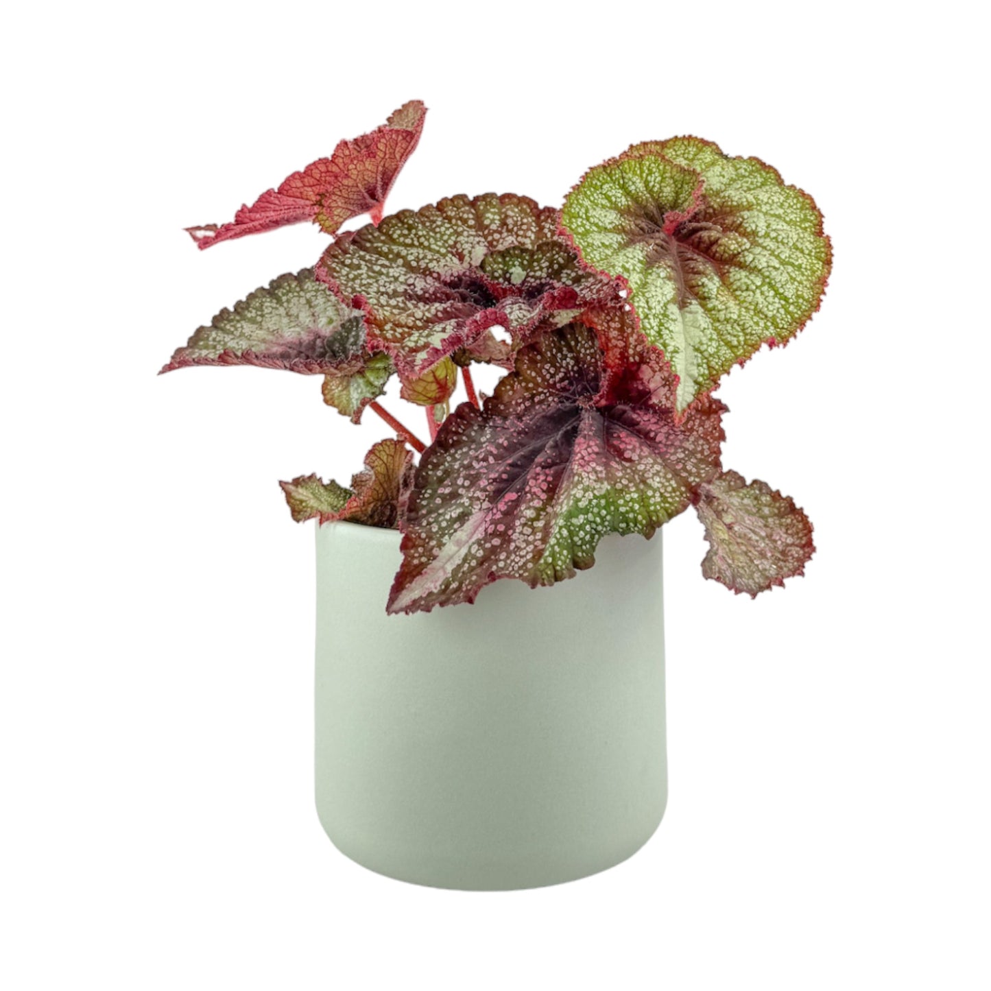 Begonia Rex 12cm in Cambridge Ceramic