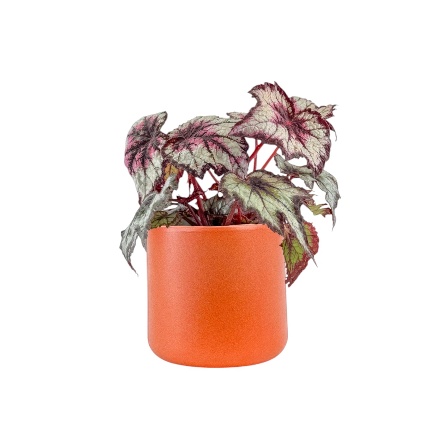 Begonia Rex 12cm in Cambridge Ceramic