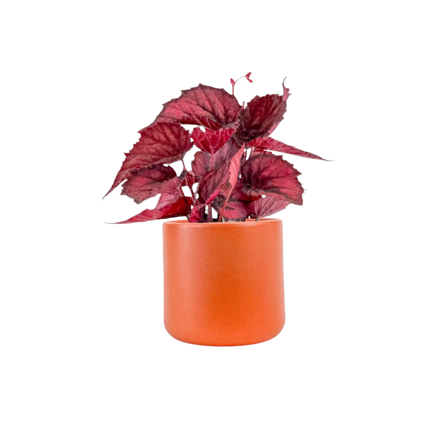 Begonia Rex 12cm in Cambridge Ceramic