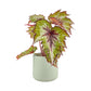 Begonia Rex 12cm in Cambridge Ceramic