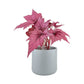 Begonia Rex 12cm in Cambridge Ceramic