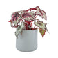 Begonia Rex 12cm in Cambridge Ceramic