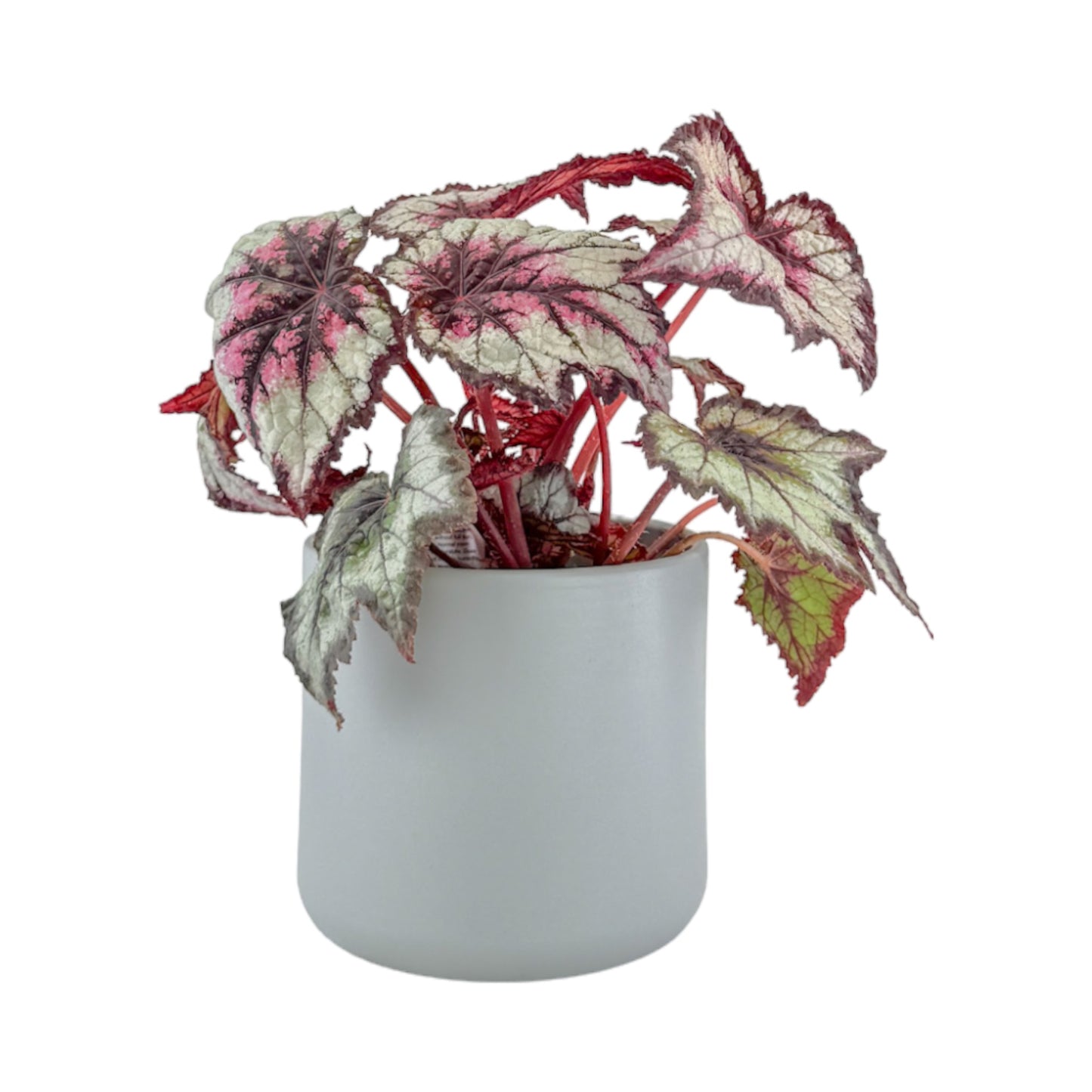 Begonia Rex 12cm in Cambridge Ceramic