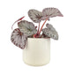 Begonia Rex 12cm in Cambridge Ceramic