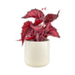 Begonia Rex 12cm in Cambridge Ceramic