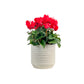 Cyclamen 10.5cm Christmas Mix in Oxford Ceramic