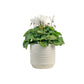 Cyclamen 10.5cm Christmas Mix in Oxford Ceramic