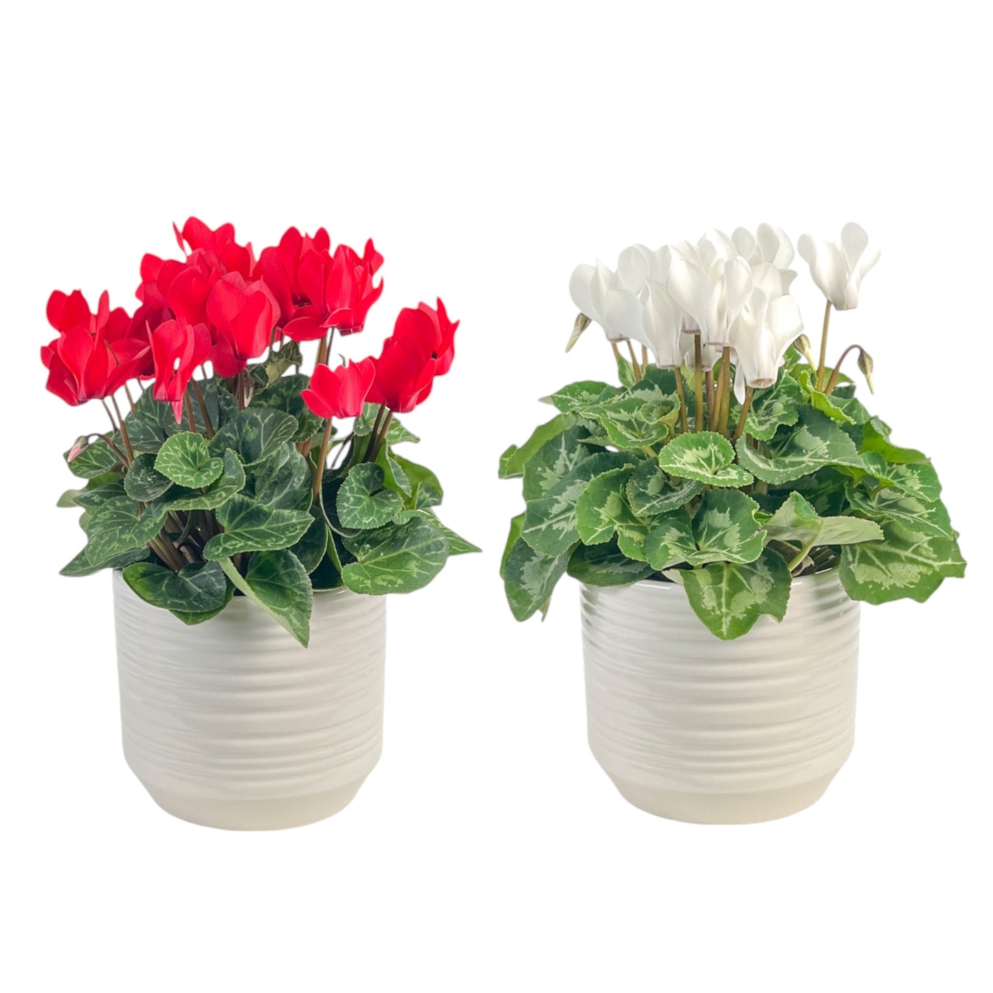 Cyclamen 10.5cm Christmas Mix in Oxford Ceramic