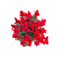 Cyclamen 10.5cm Christmas Mix in Oxford Ceramic