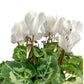 Cyclamen 10.5cm Red & White Mix