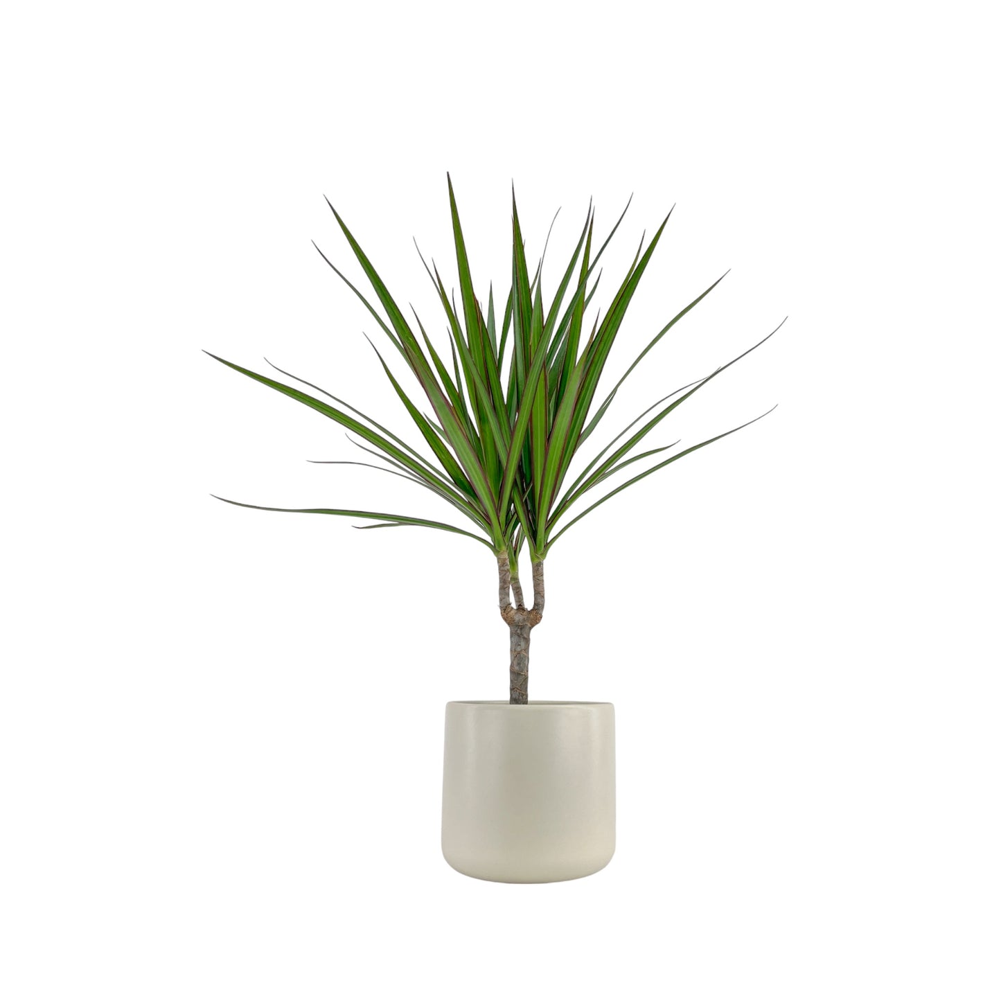 Dracaena 12cm Marginata in Cambridge Ceramic