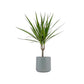 Dracaena 12cm Marginata in Cambridge Ceramic