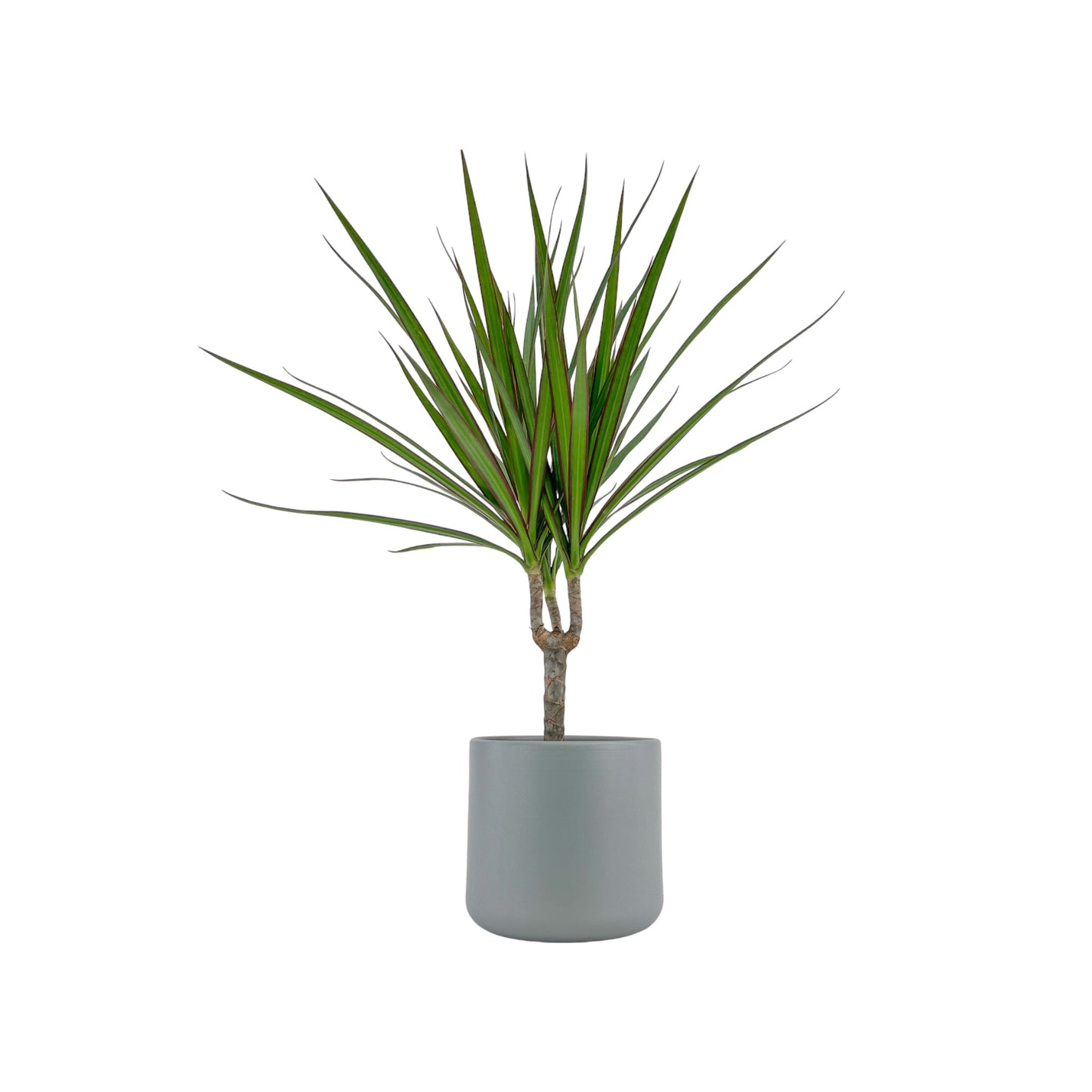 Dracaena 12cm Marginata in Cambridge Ceramic