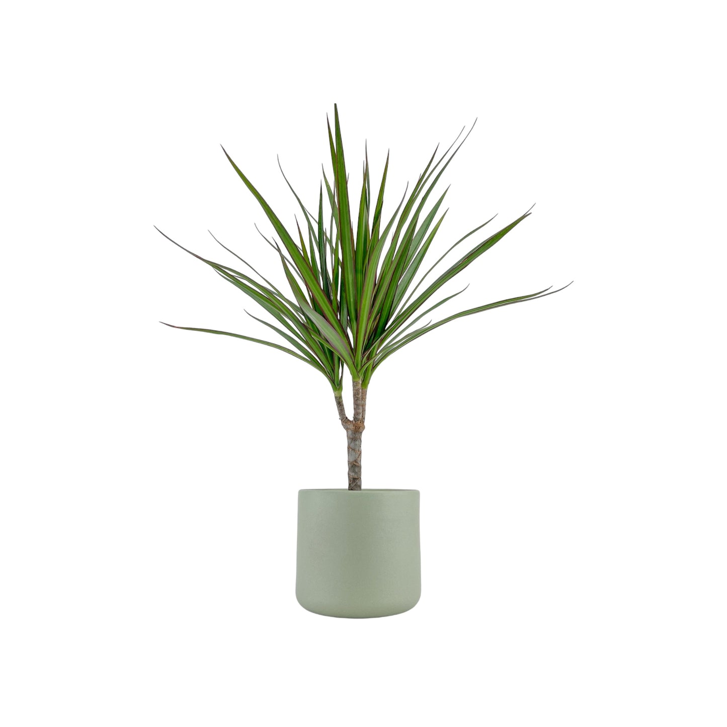 Dracaena 12cm Marginata in Cambridge Ceramic