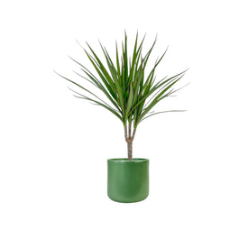 Dracaena 12cm Marginata in Cambridge Ceramic