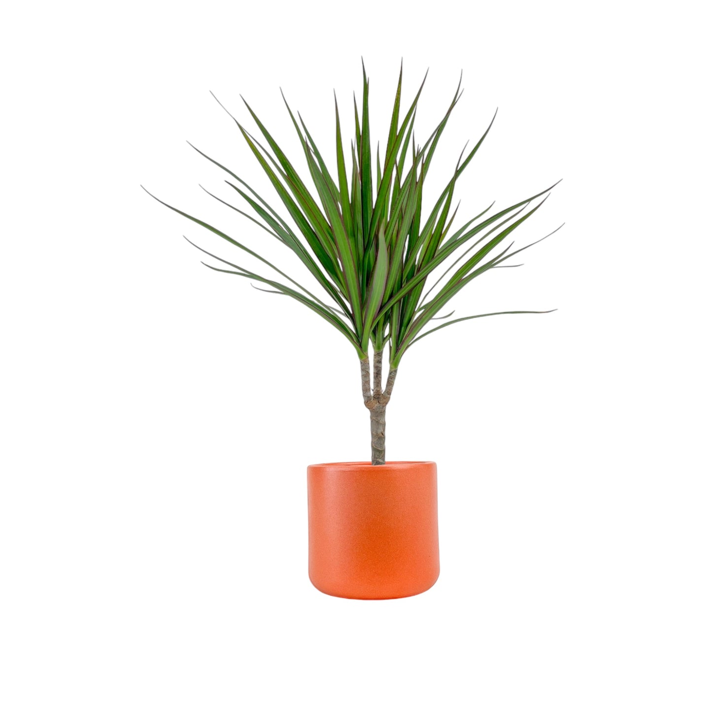 Dracaena 12cm Marginata in Cambridge Ceramic