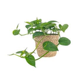 Epipremnum 12cm In Basket