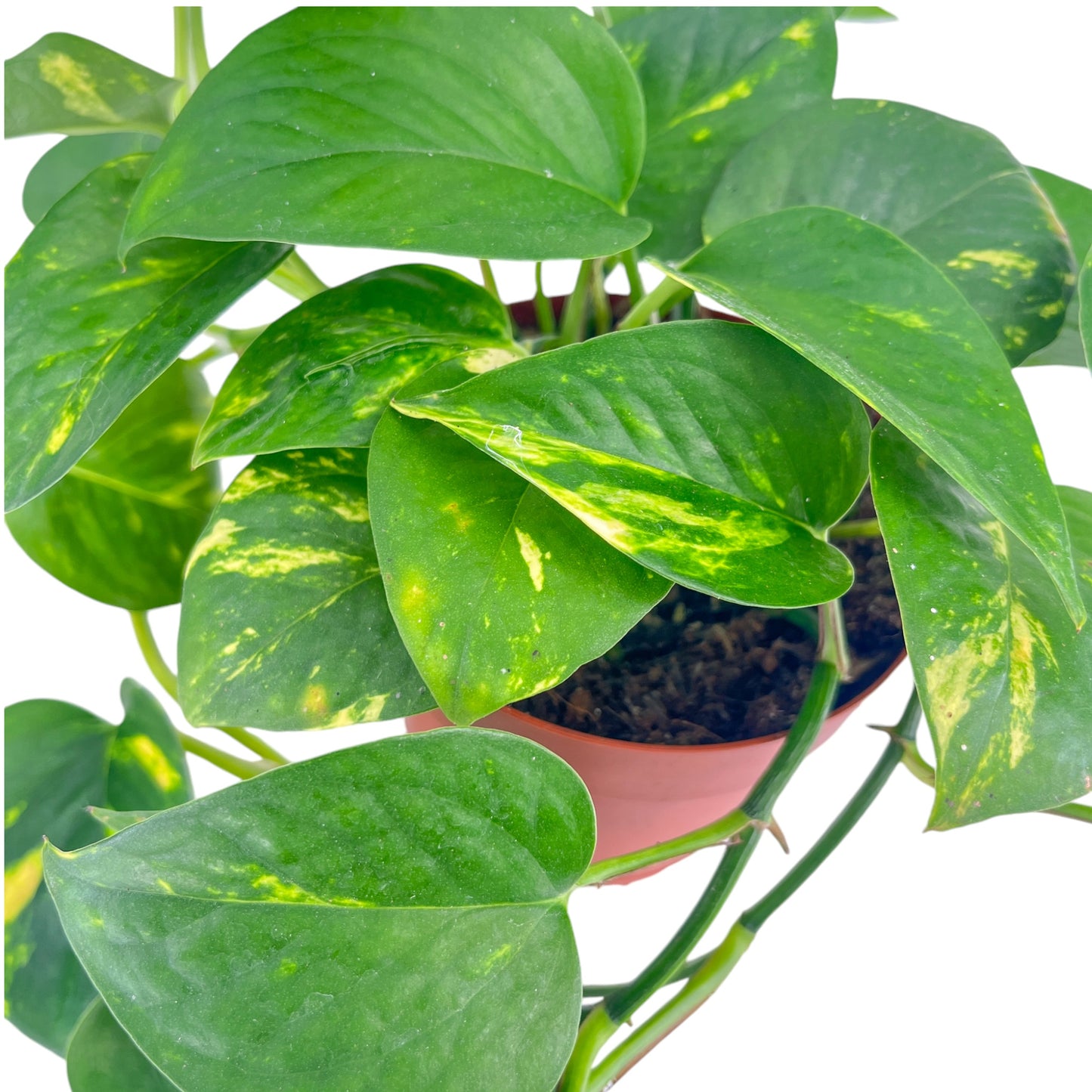 Epipremnum 12cm In Basket