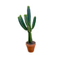 Cacti 31cm Euphorbia Ingens In Terracotta