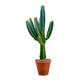 Cacti 31cm Euphorbia Ingens In Terracotta