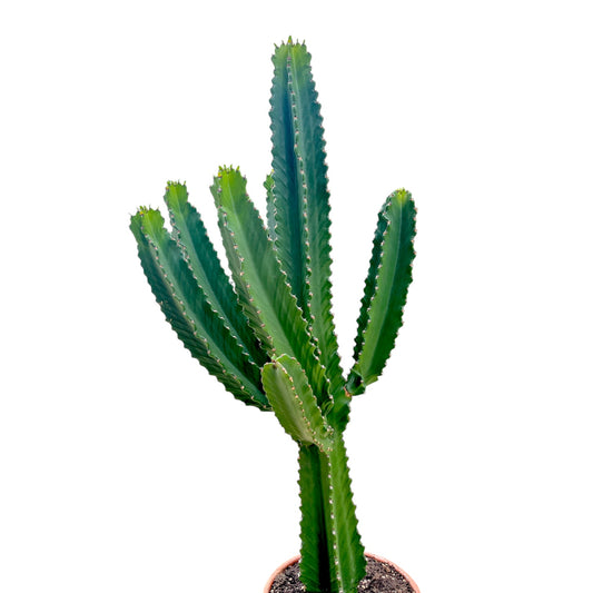 Cacti 31cm Euphorbia Ingens In Terracotta