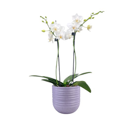 Phalaenopsis 9cm Twin Stem White in Hampshire Ceramic