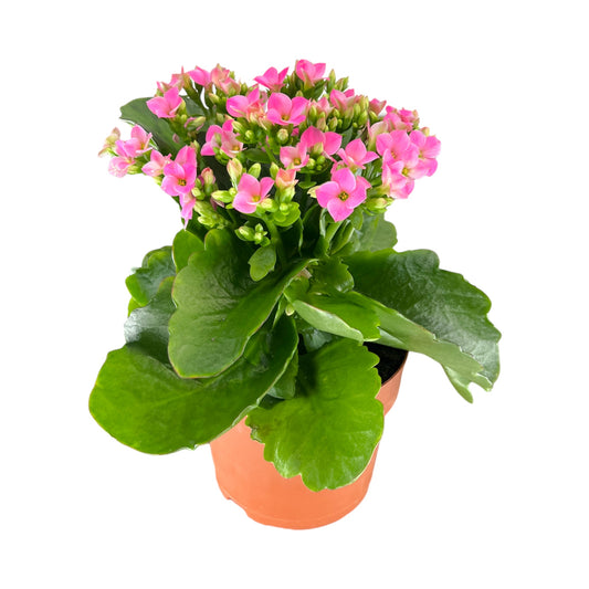 Kalanchoe 12cm Single Flower Pink - Flowering The Horti House