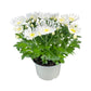 Chrysanthemum 14cm Red & White Mix