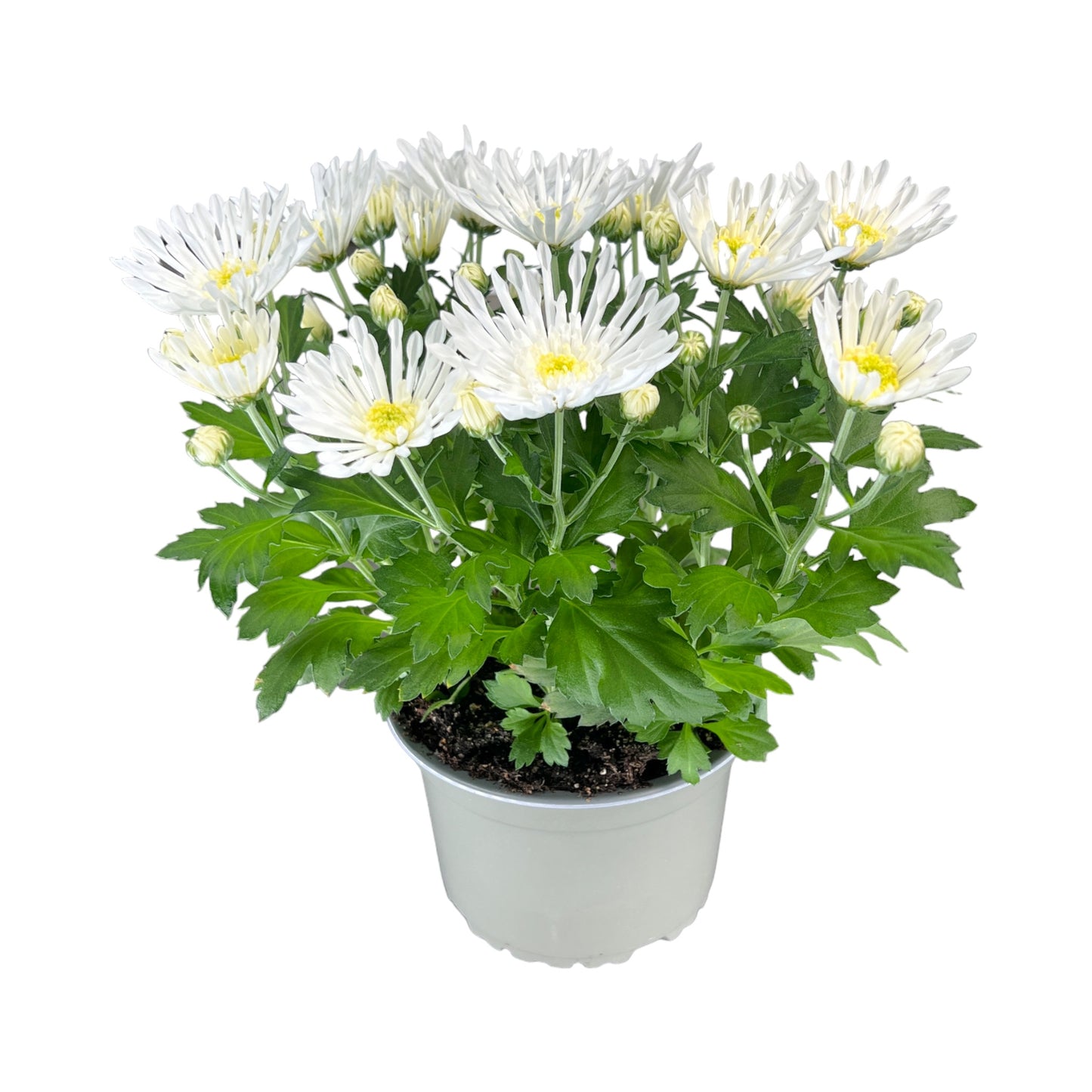 Chrysanthemum 14cm Red & White Mix