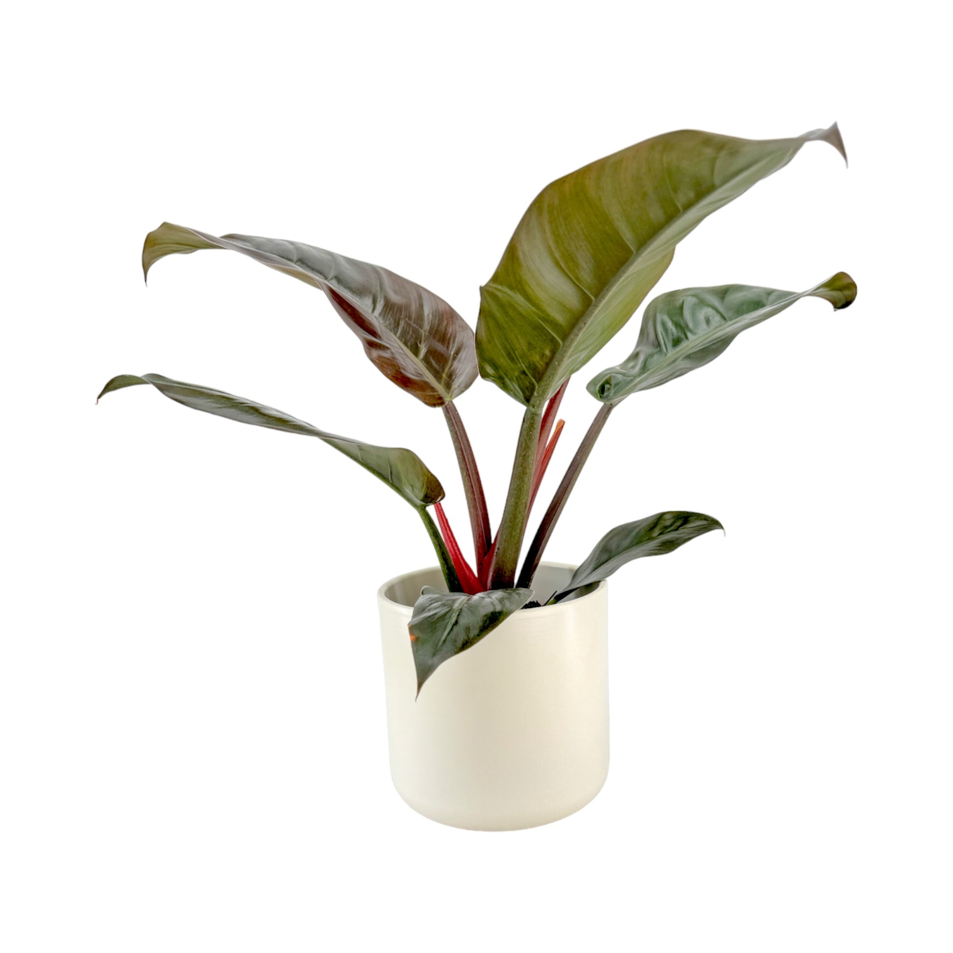 Philodendron 17cm Imperial Red in Cambridge Ceramic - Green Plant The Horti House