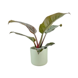 Philodendron 17cm Imperial Red in Cambridge Ceramic - Green Plant The Horti House