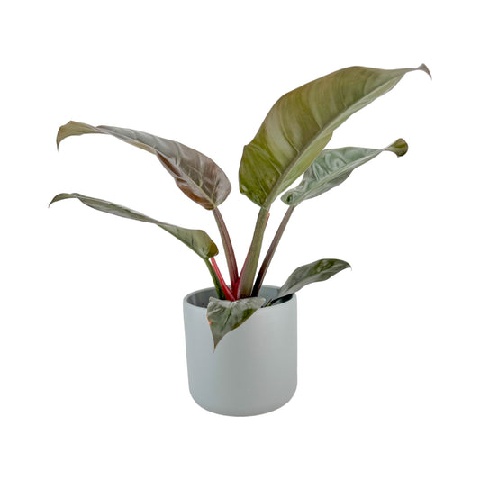 Philodendron 17cm Imperial Red in Cambridge Ceramic - Green Plant The Horti House