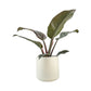 Philodendron 17cm Imperial Green & Red Mix in Cambridge Ceramic