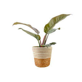 Philodendron 17cm Imperial Red in Basket