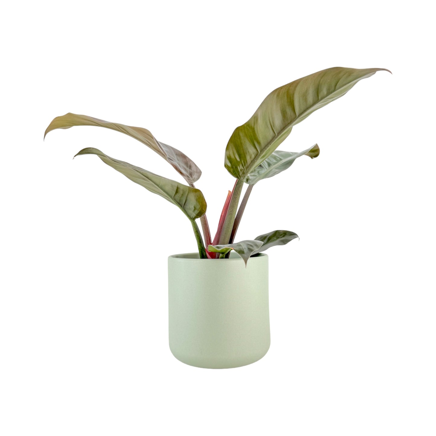 Philodendron 17cm Imperial Green & Red Mix in Cambridge Ceramic