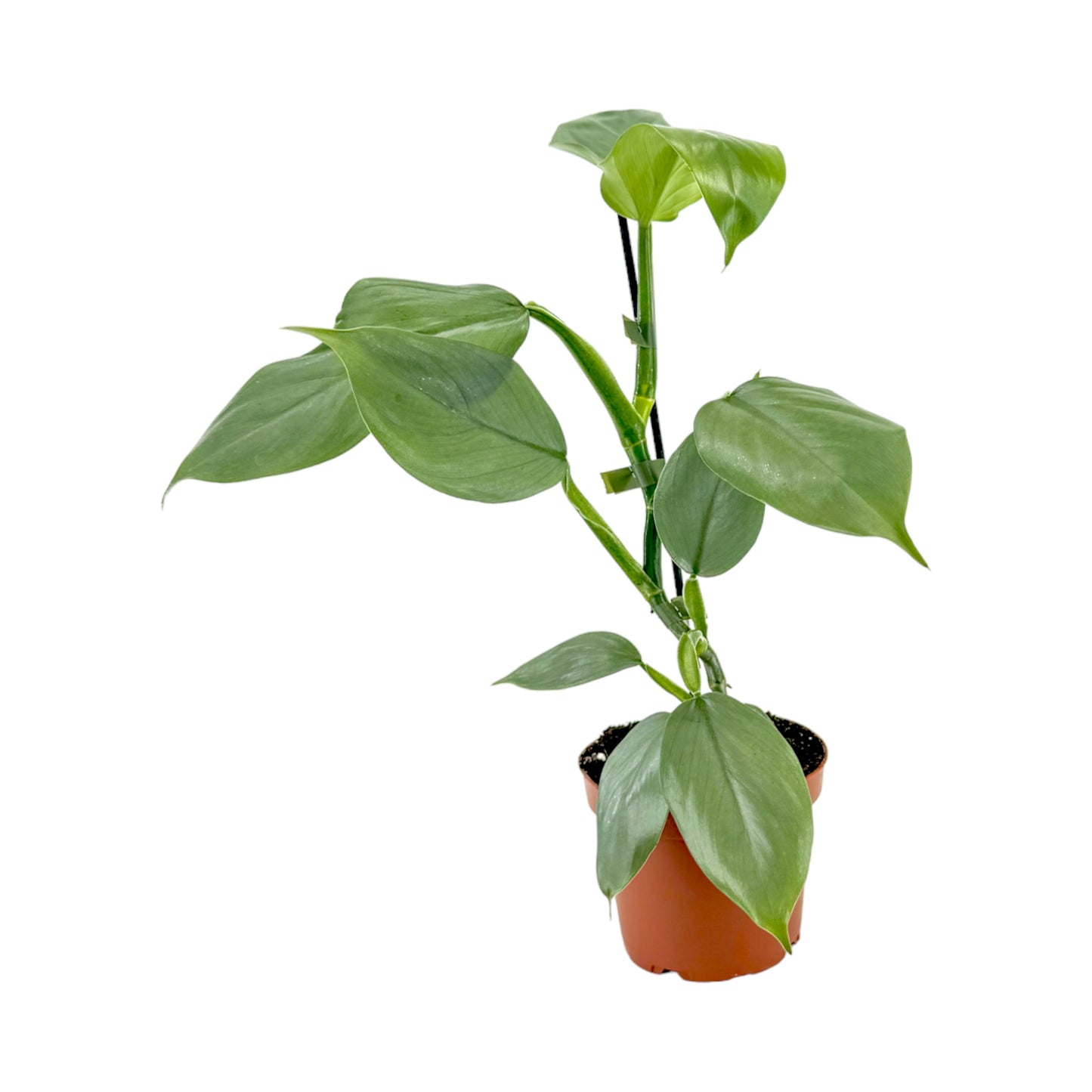 Philodendron 12cm Grey