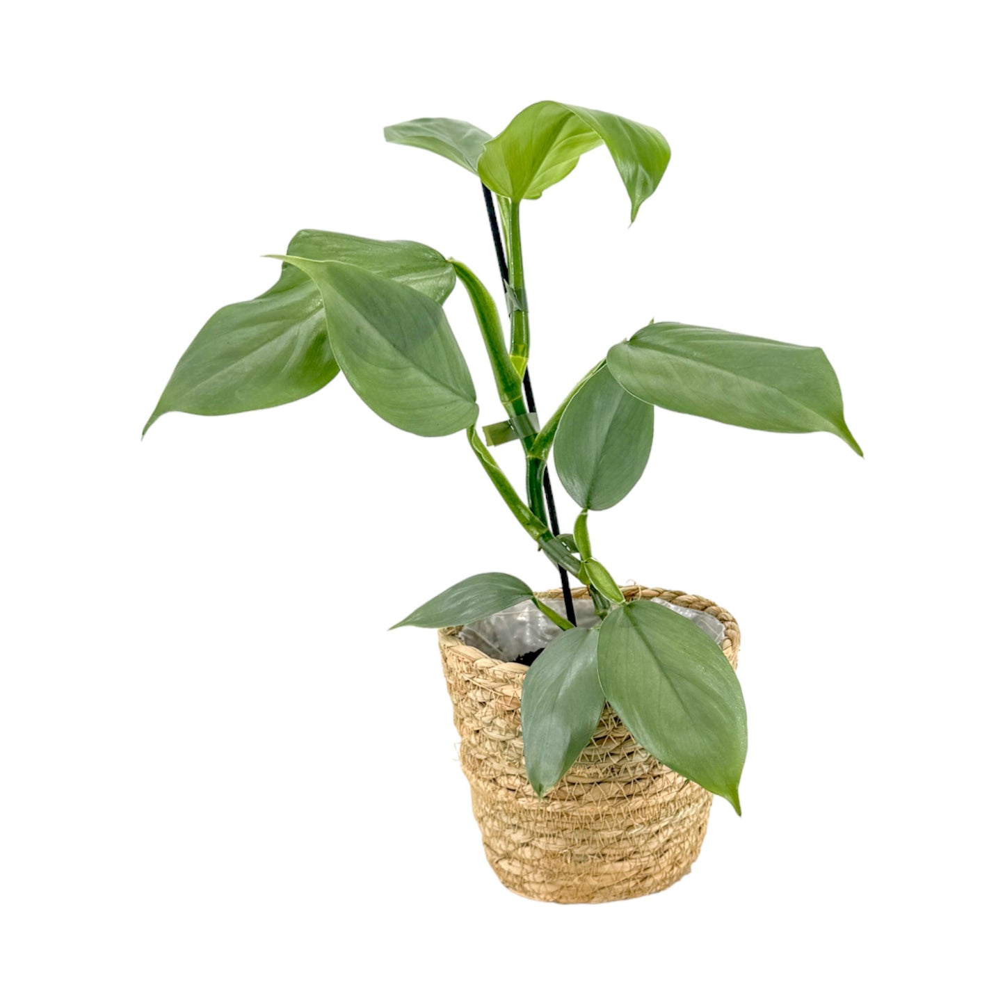 Philodendron 12cm Grey in Basket
