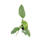 Philodendron 12cm Grey in Basket