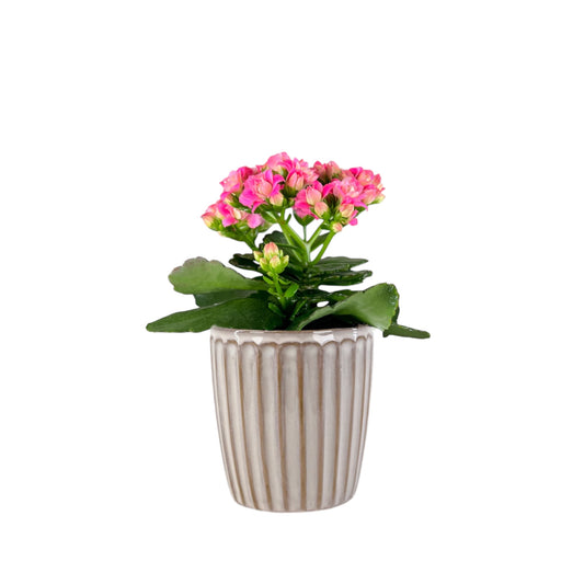 Kalanchoe 9cm Pink & White In Windsor Ceramic