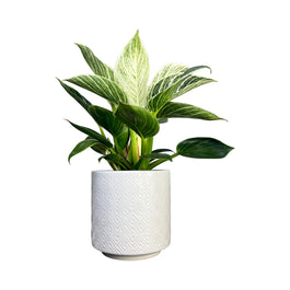 Philodendron 12cm Zebra in Ceramic - Green Plant The Horti House