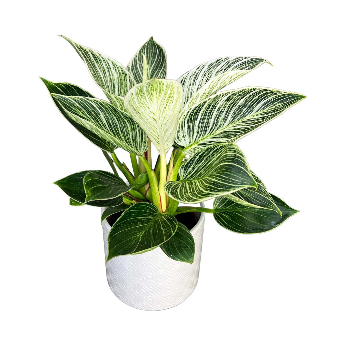 Philodendron 12cm Zebra in Ceramic - Green Plant The Horti House