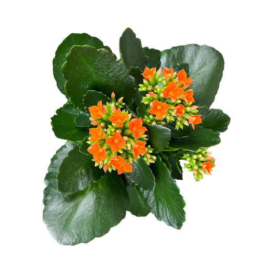 Kalanchoe 12cm Single Flower Yellow/Orange - Flowering The Horti House