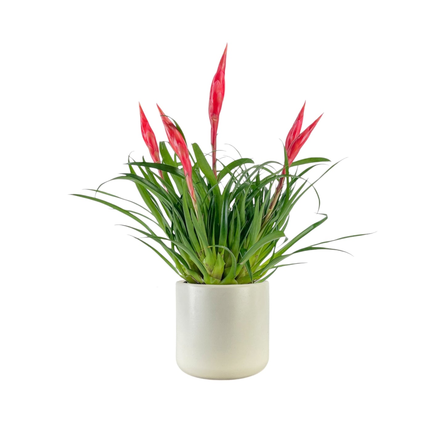 Bromeliad 12cm Mix in Cambridge Ceramic