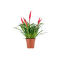 Bromeliad 12cm Vriesea Multiflower